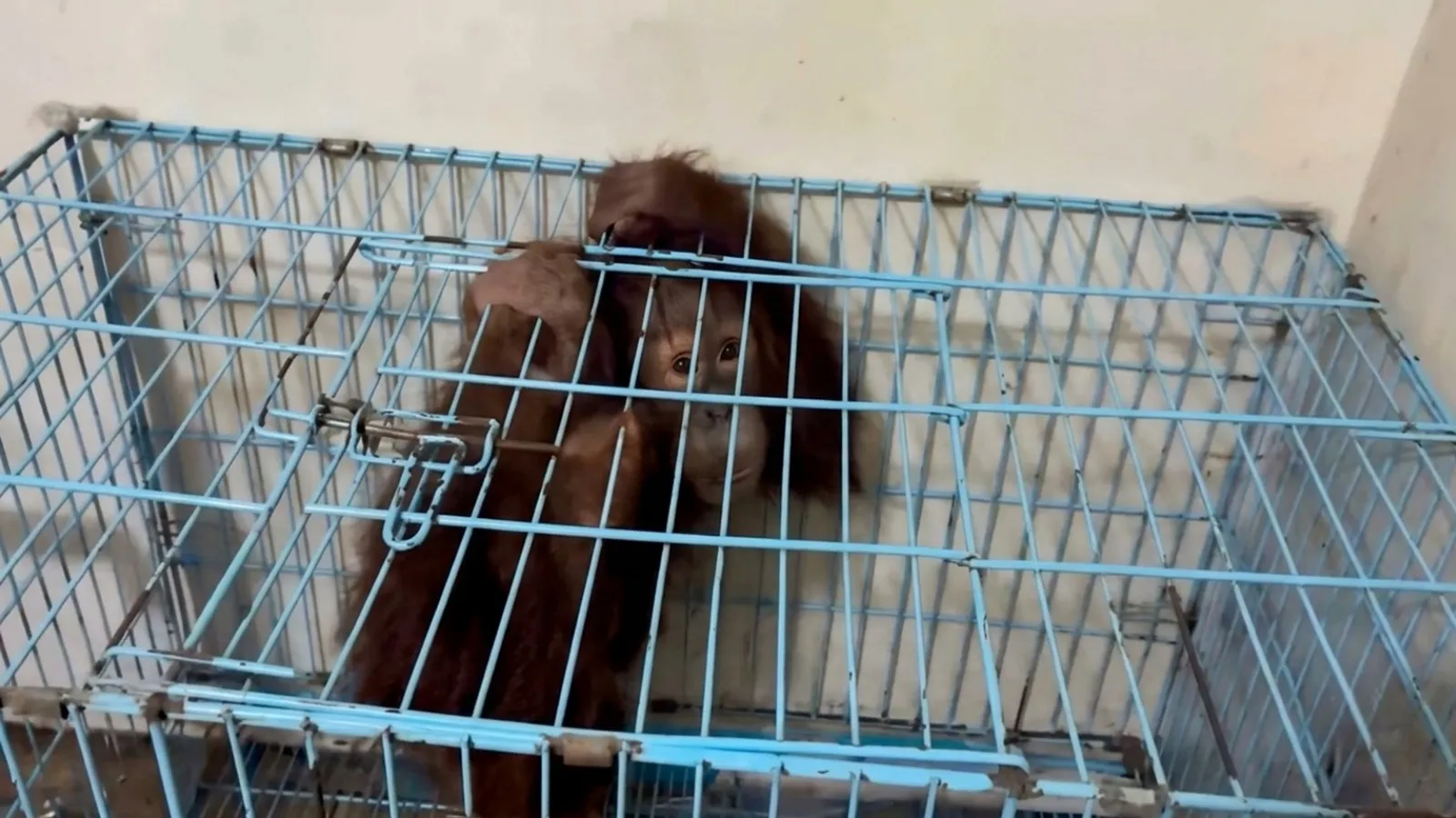 Seized from Thane two years ago, infant orangutan set to return to Indonesia