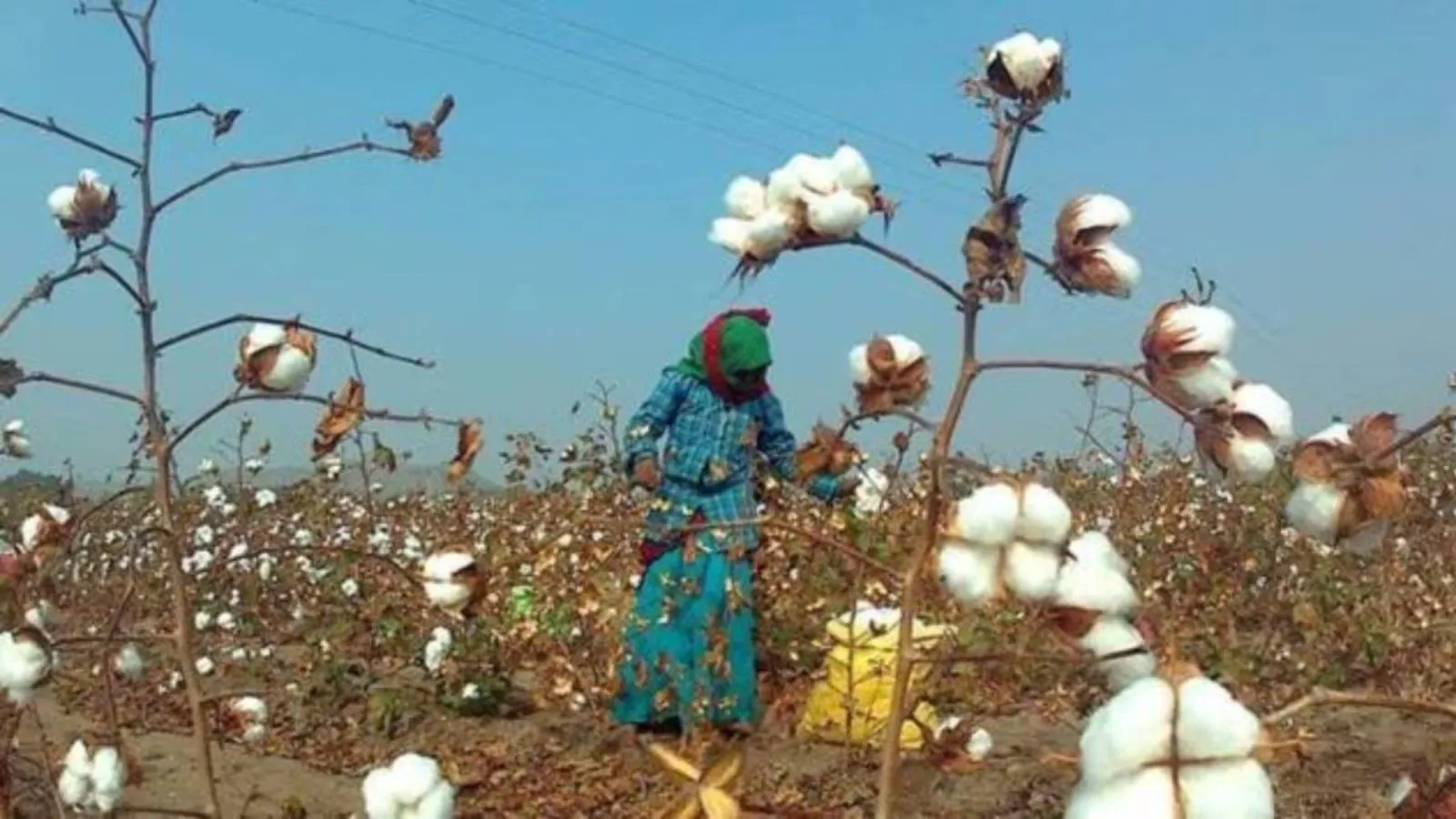 Up to 30% of cotton area under ‘illegal’ GM hybrids, finds study
