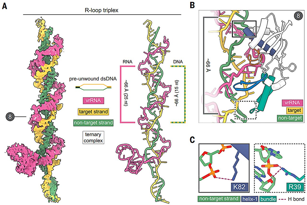 Discovery of CRISPR's long lost ancestor may expand gene-editing toolkit