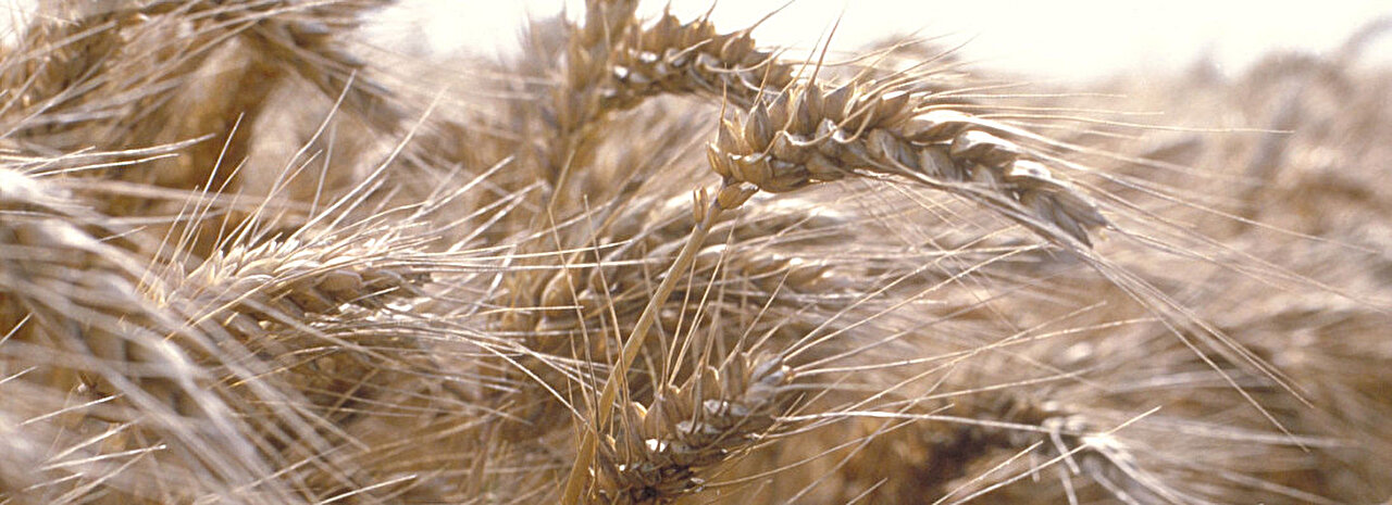 10,000 years of wheat and barley selection reveal shared climate-adaptation genes
